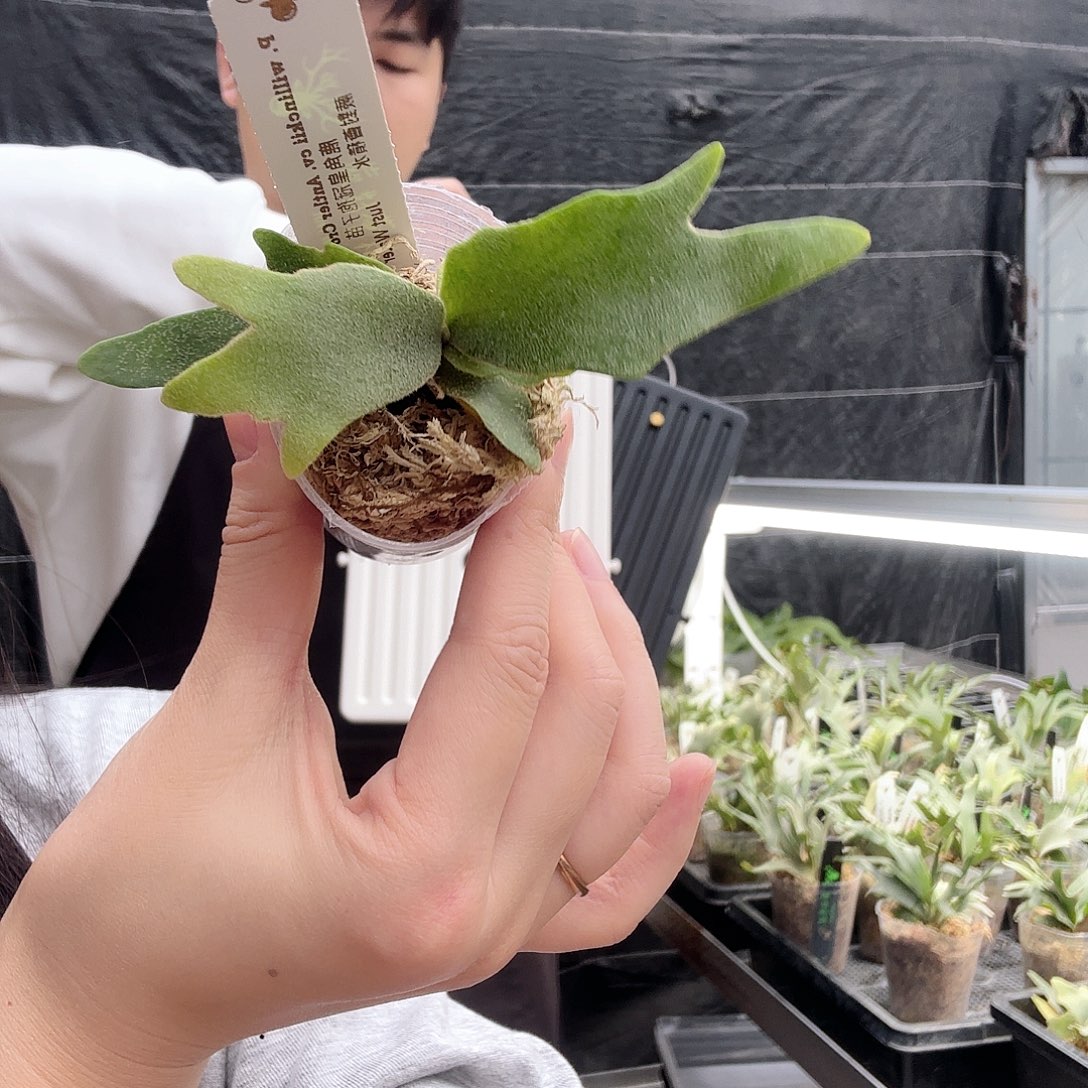 无花朵鹿角皇冠孢子苗（送板子，领券后1号链接拍）