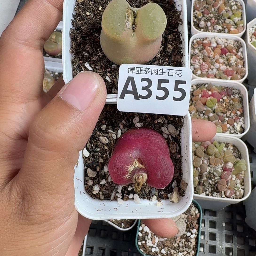 355多肉植物多肉植物