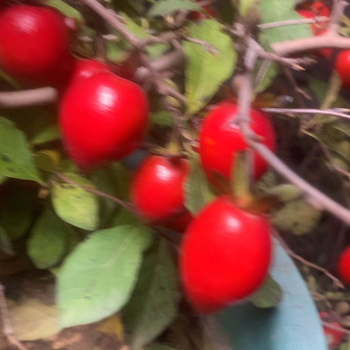 无花朵老鸦的眼睛