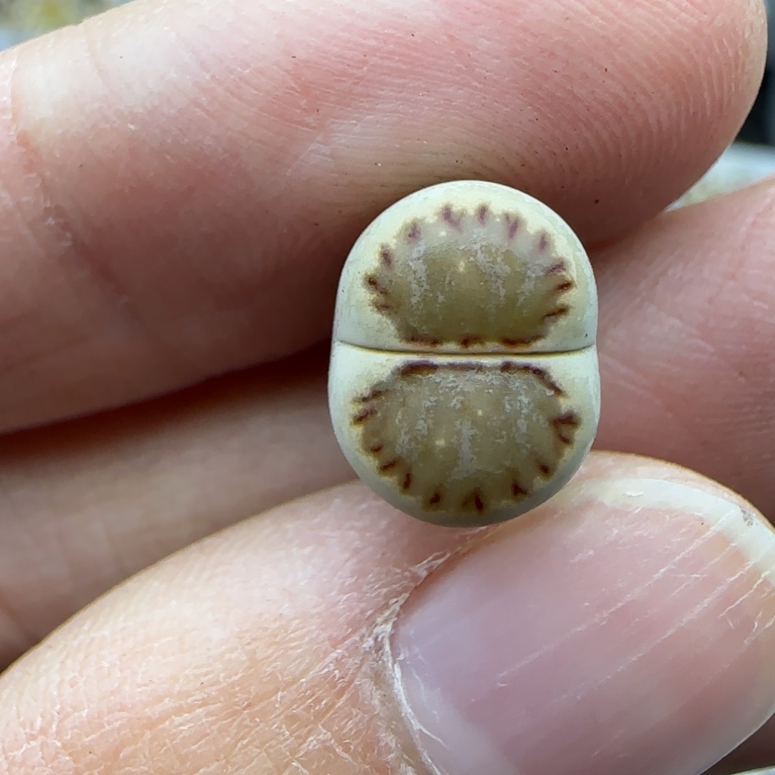 604菊饼清框福利30包邮