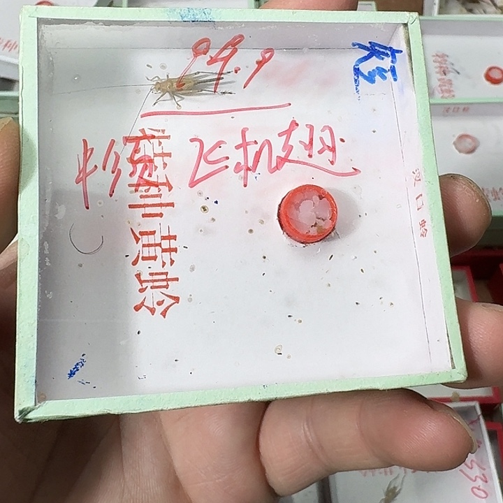 往***风蟋蟀111111111111111