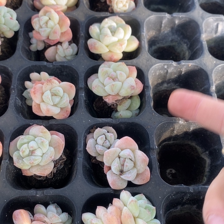 407 多肉植物盆栽花卉