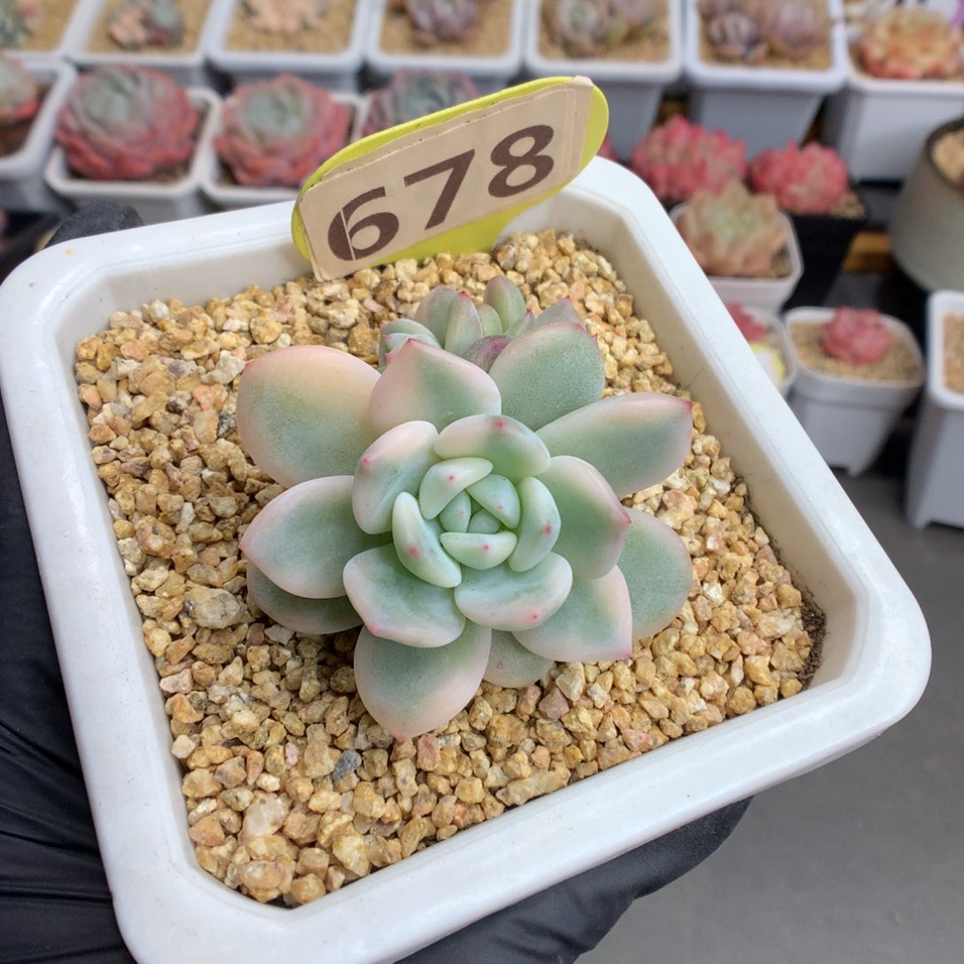 678 特梦露锦多肉