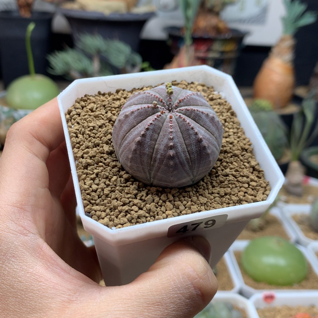 实生欧系布纹球多肉带盆479