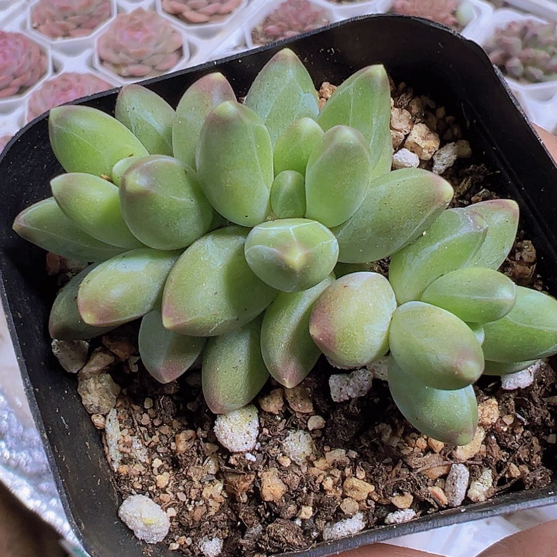 千代19包邮拓土发货