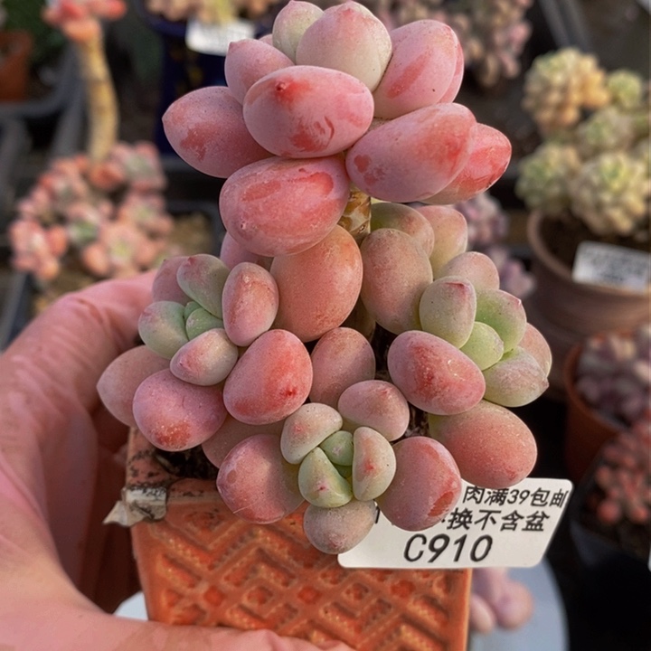 樱花洛神7cm910多肉植物