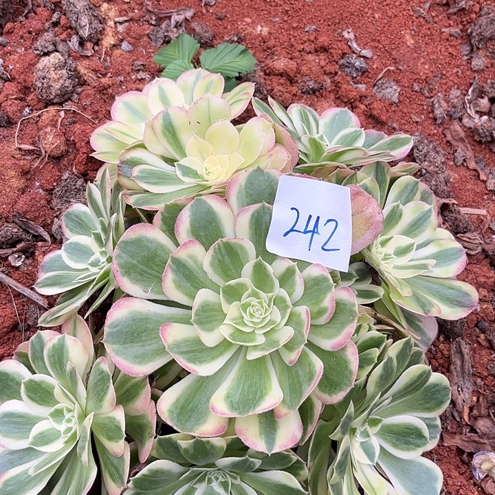 242玉姿朵朵发发发