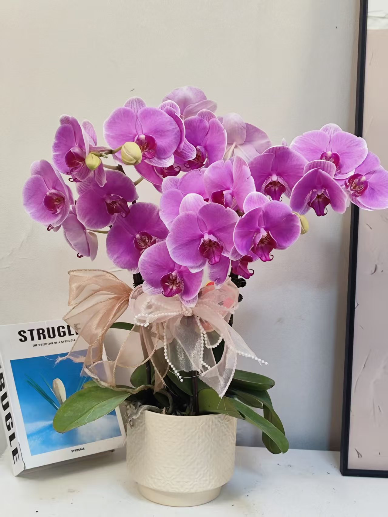  蝴蝶兰【粉钻】真花 秋冬耐寒花卉 四季开花 多样性发货