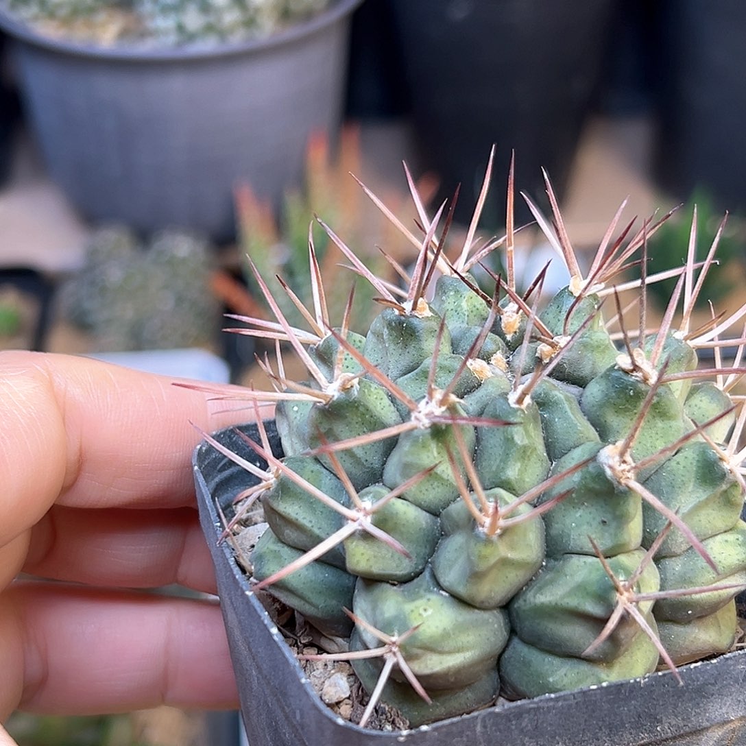 波光龙实生球一颗一颗