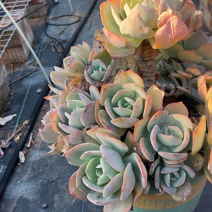 小****639白凤脱土发货不退不换