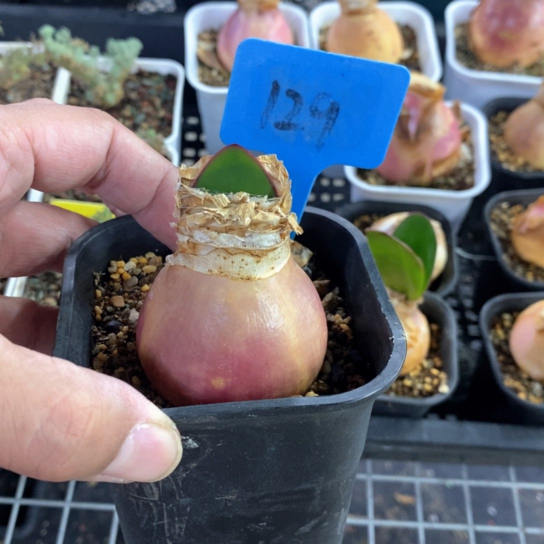 灯台百合多肉植物