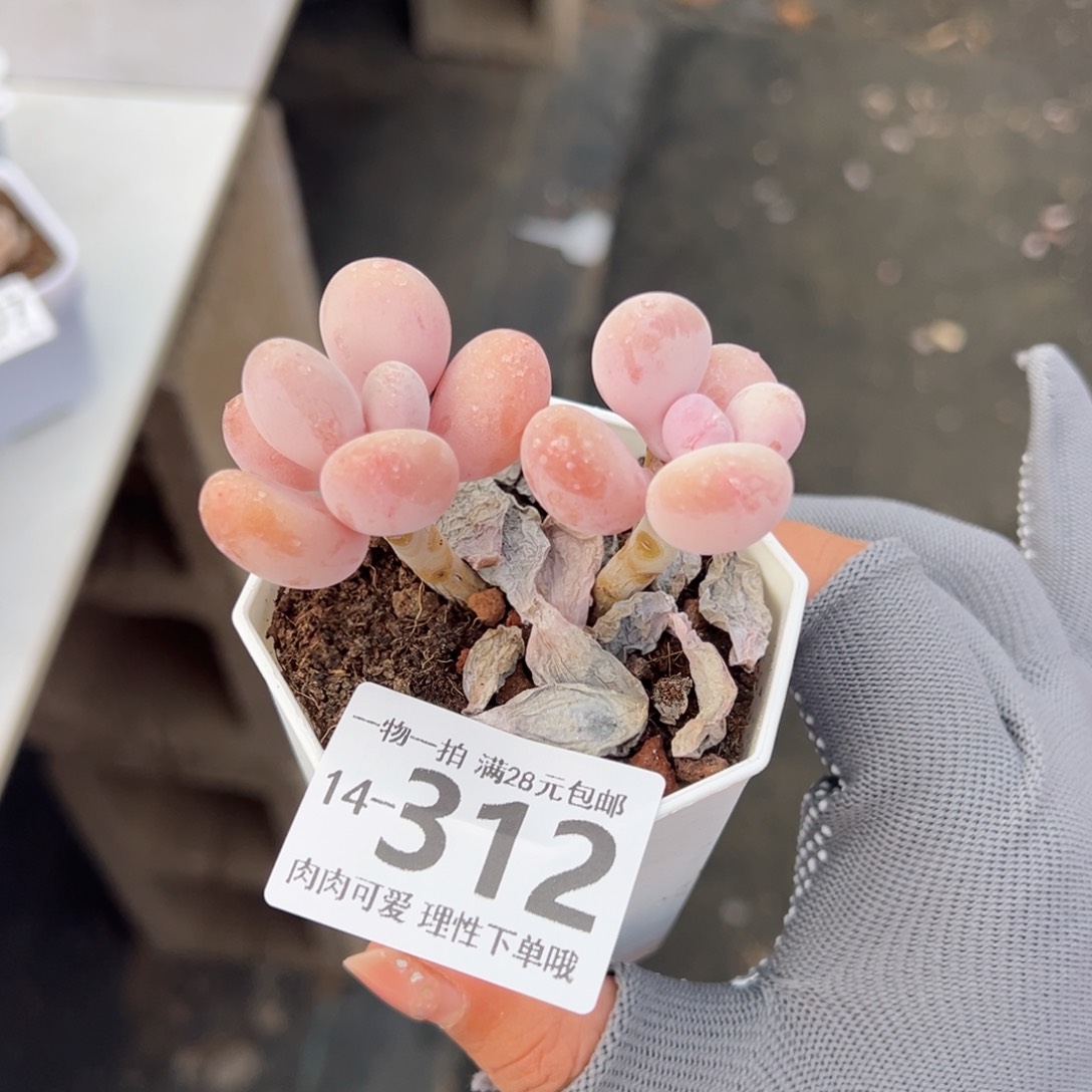 蛋黄奶多肉多肉多肉多肉多肉