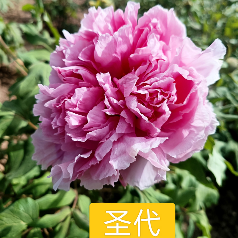 精品牡丹【圣代】牡丹花苗 菏泽发货  地栽盆栽 室内室外种植