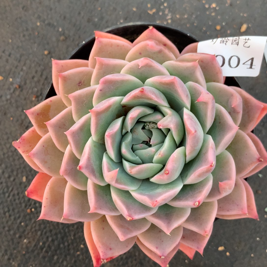 3004杂交精品基地11厘米