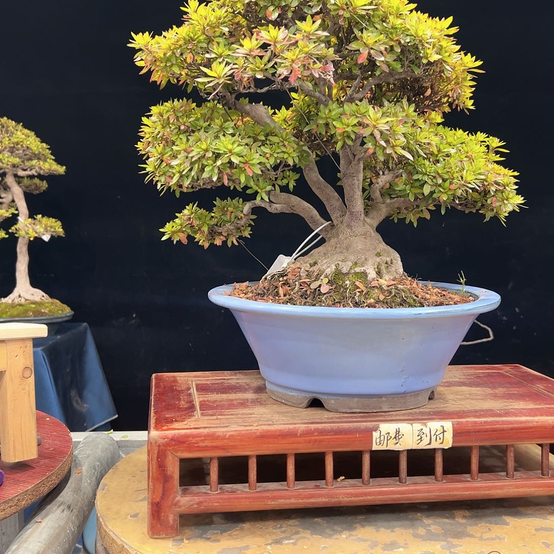 风***3无花朵杜鹃花的诗作是