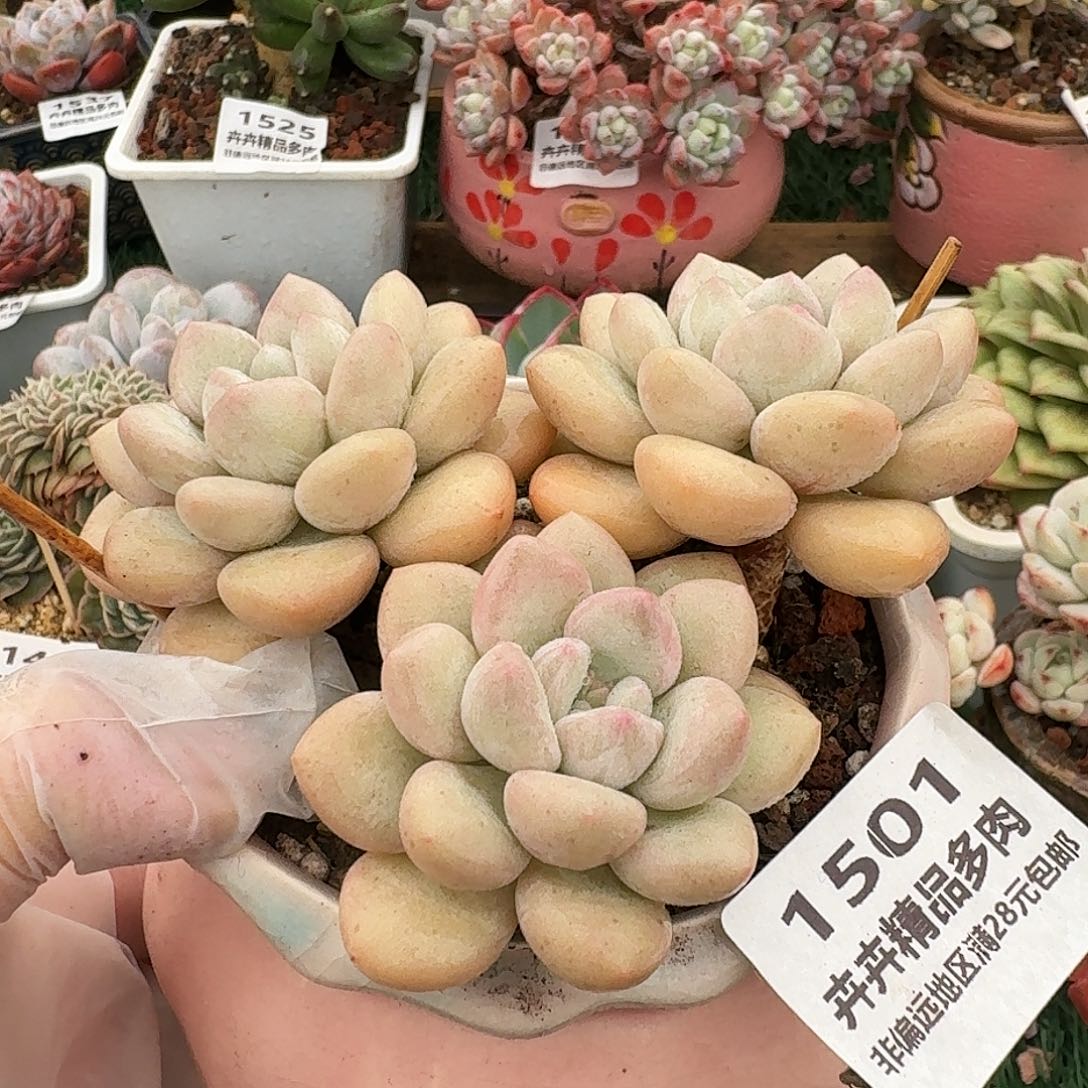 1501一物一拍（满28包邮）