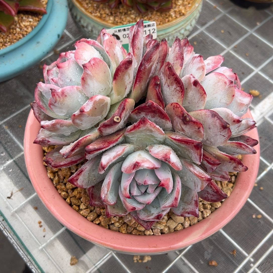 从前慢多肉精选编号0208.112