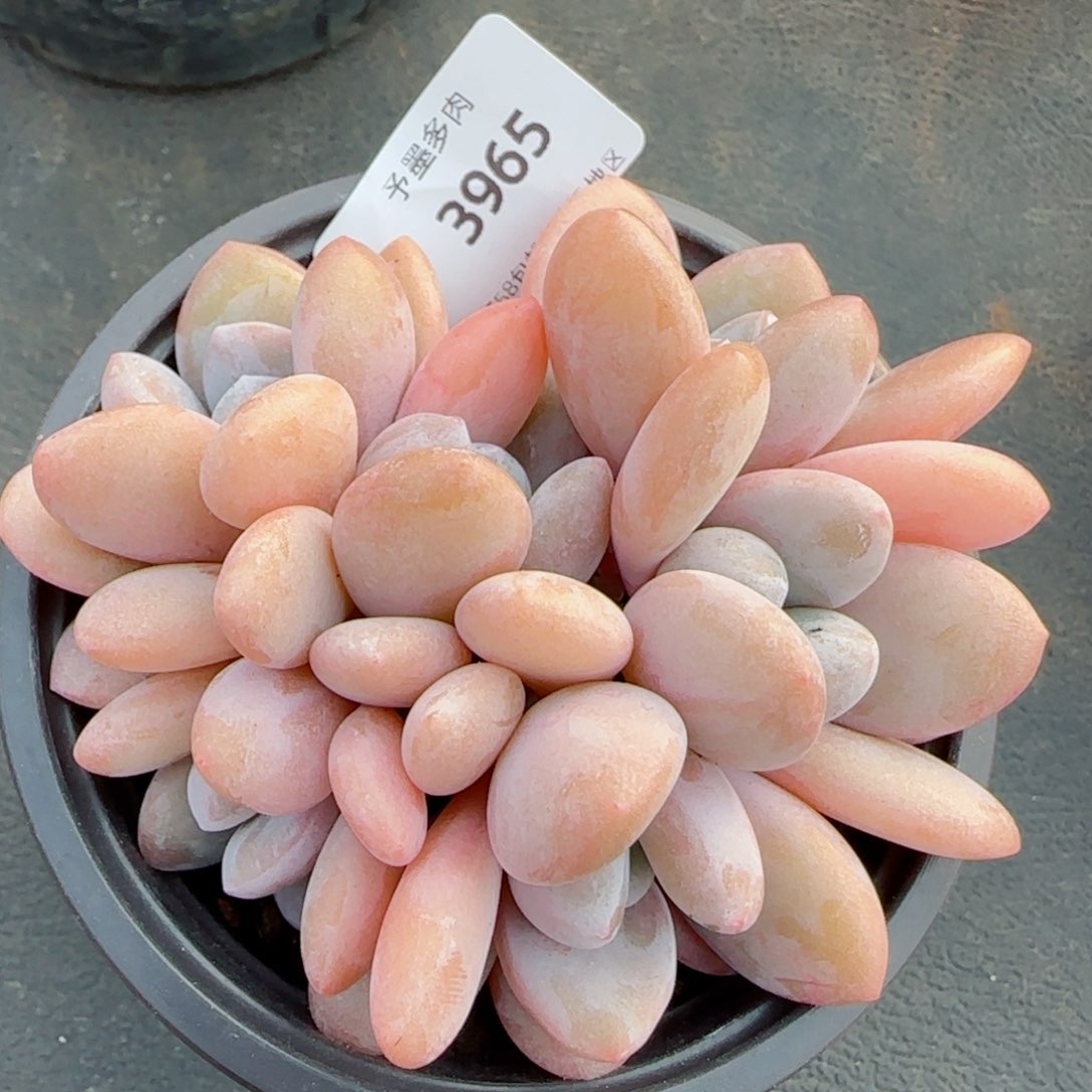 粉兔裙无砍，3965多肉