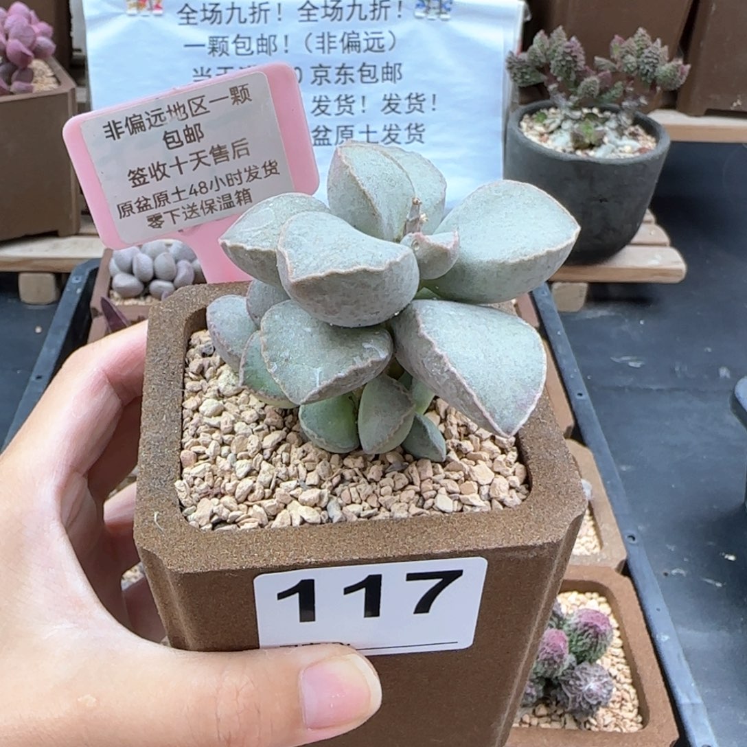 117金牛座微瑕多肉植物