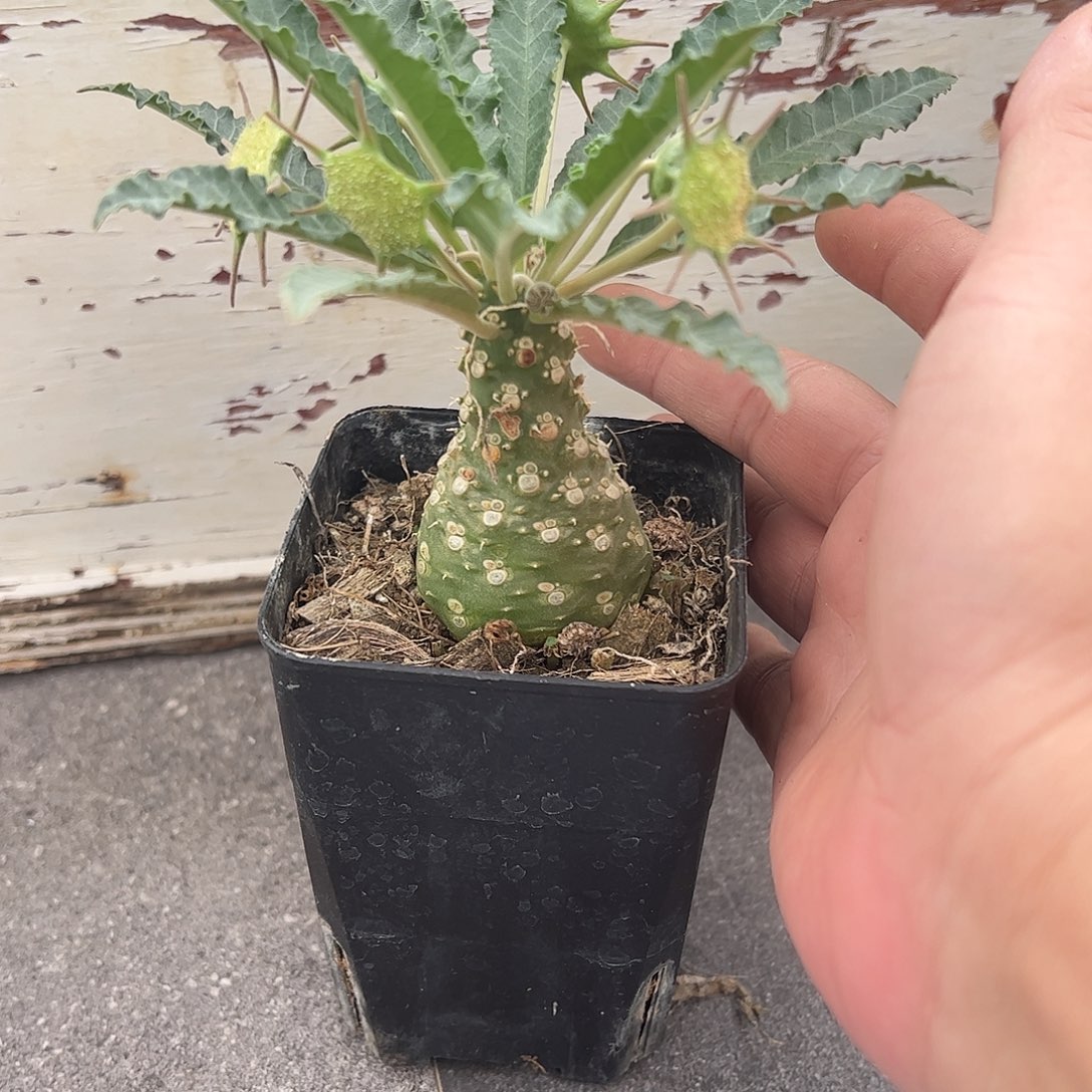 c***.椰子琉桑6666688888