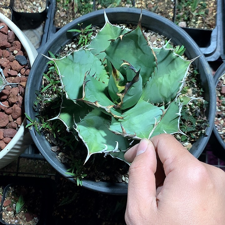 南霸王仁王冠龙舌兰 裸根发货