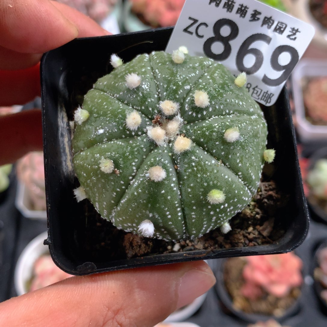 5CM拇指盆精控多肉ZC869