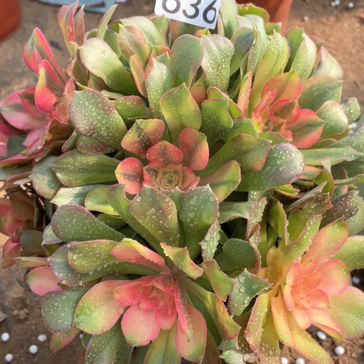 636多肉植物香妃