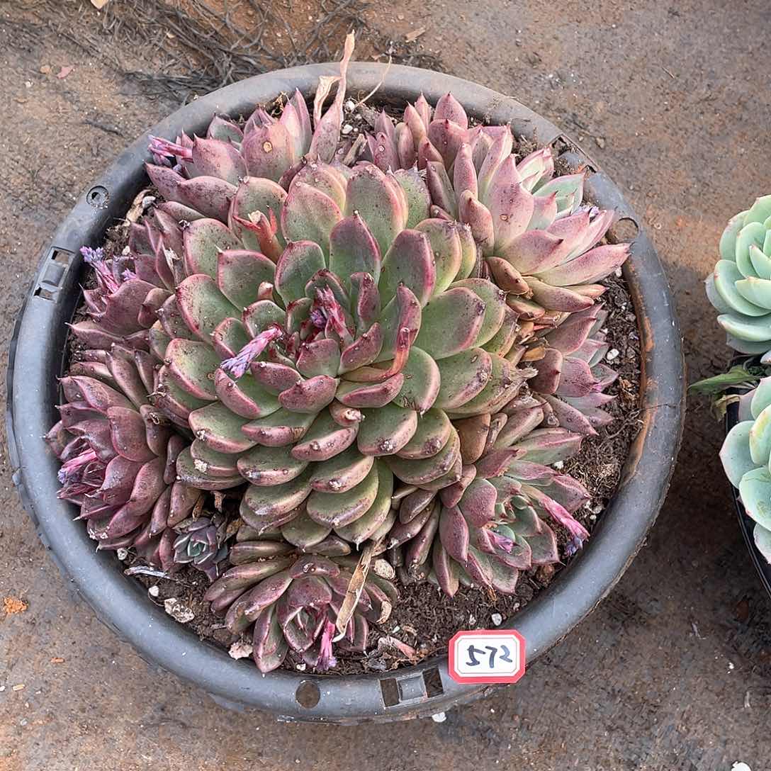 572黑水晶 一物一拍多肉