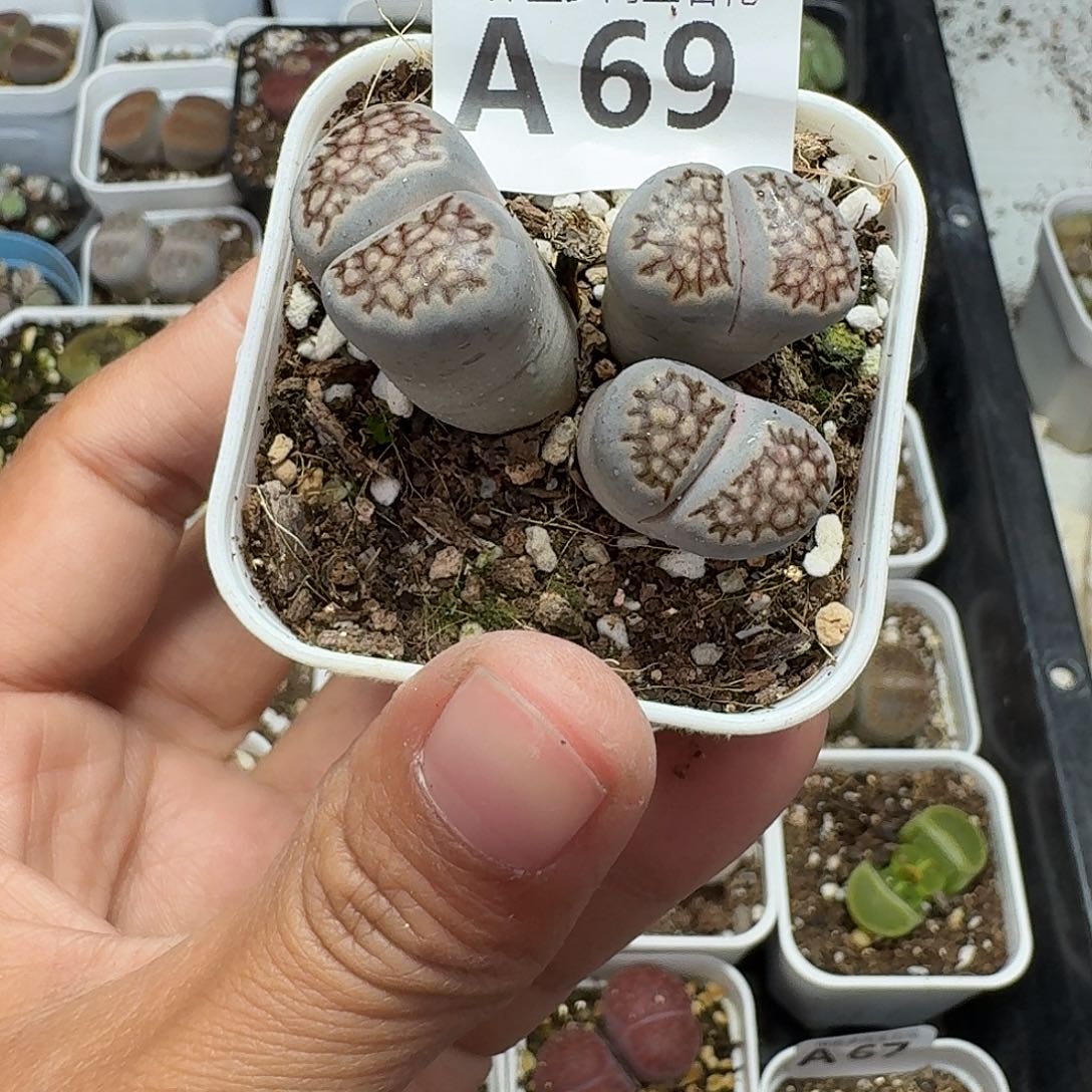 69多肉植物多肉植物