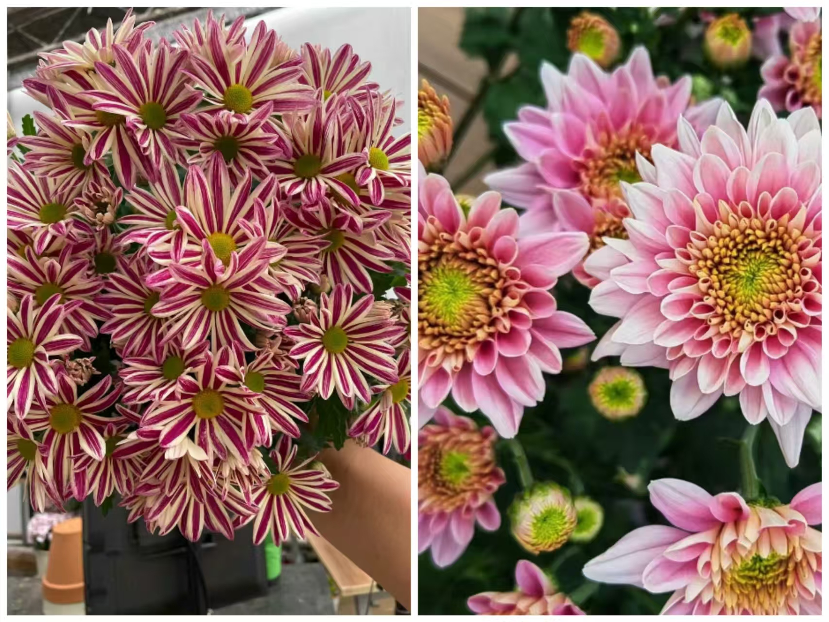 （油墨画+香槟粉）室内阳台盆栽多年生四季开花