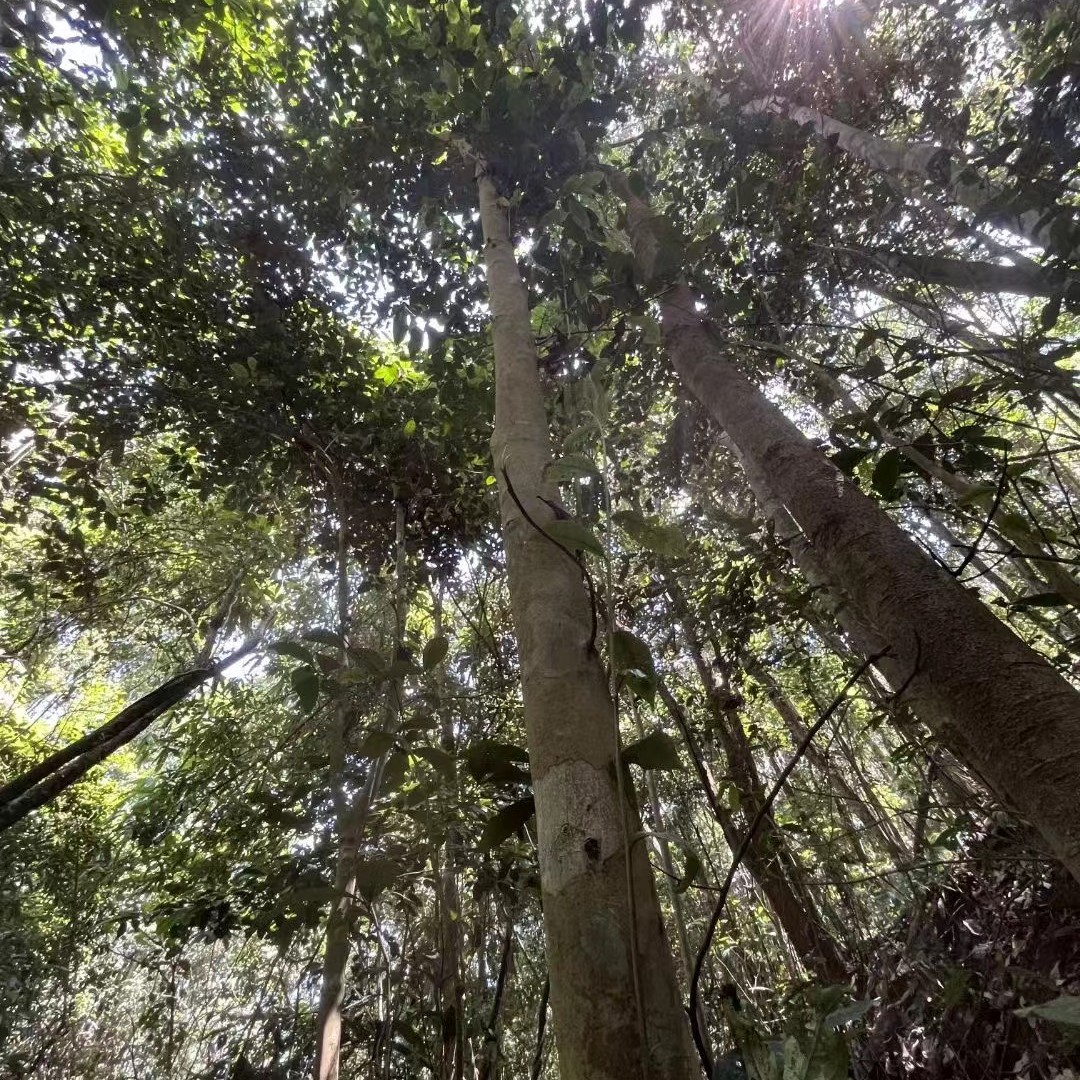 2025年春无量山国有林高杆古树生茶普洱茶