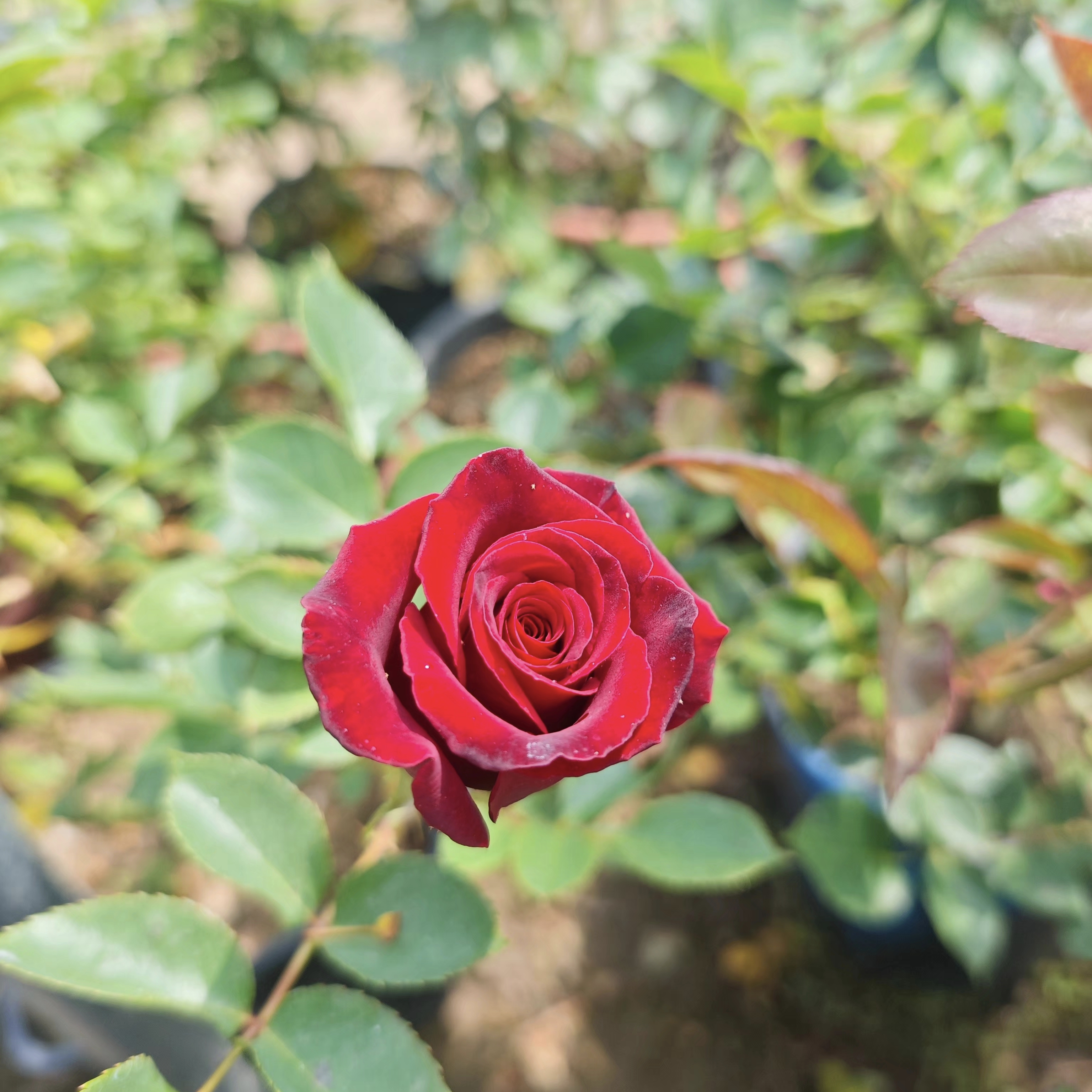 暗香切花月季根接苗
