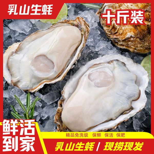 乳山精品生蚝 壳薄肉肥 刺身免洗级新鲜牡蛎海鲜水产10斤