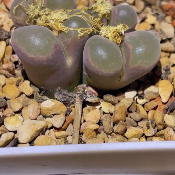 488888000000008888888888