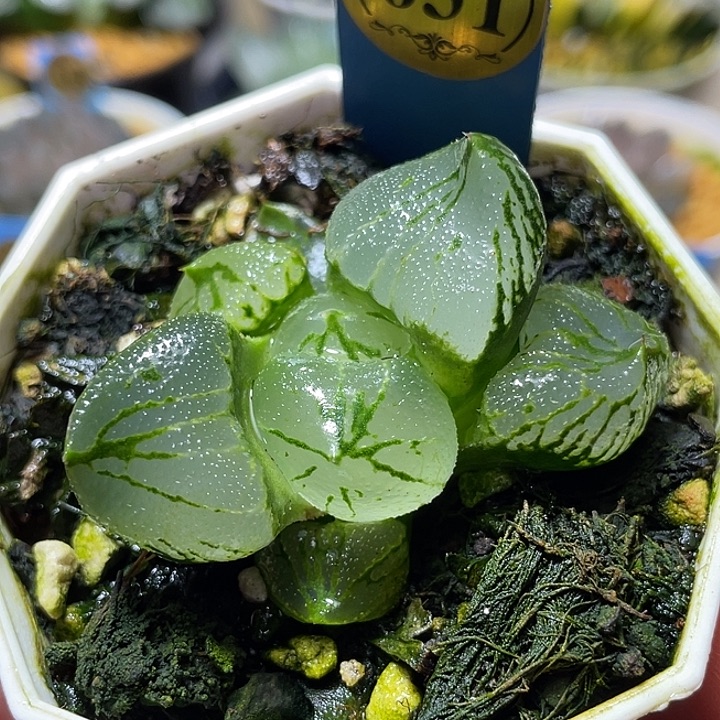 小***贝631杨贵妃特选福利