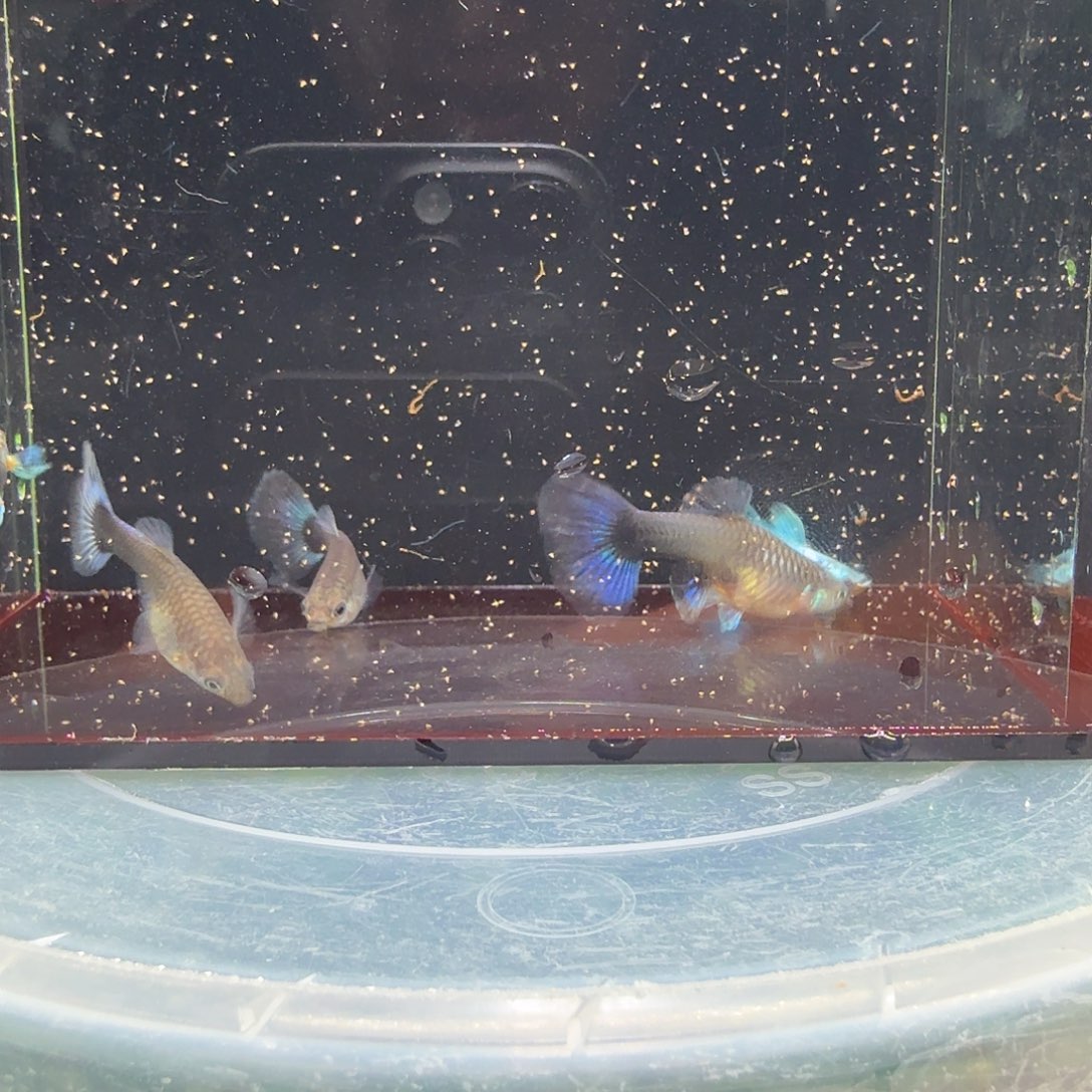 海水鱼蓝礼服普通体3母2公