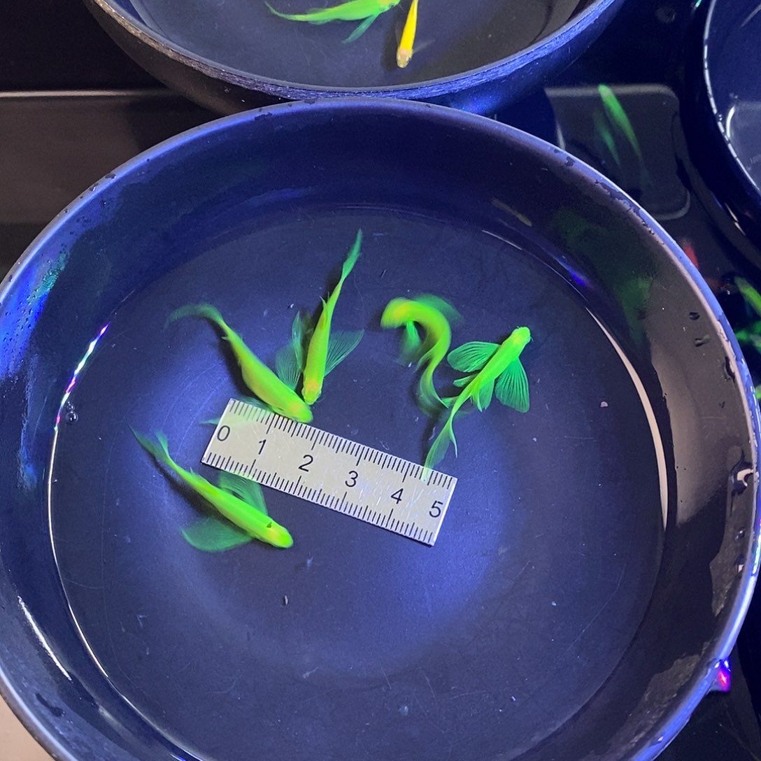斑马鱼蝶翼斑马精品种鱼翡翠绿5个