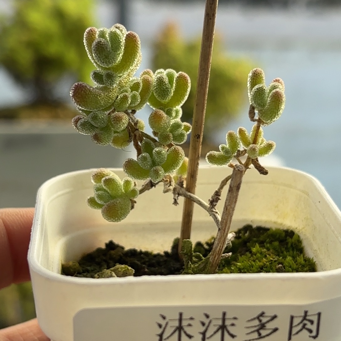 769冰晶枝干福利炸