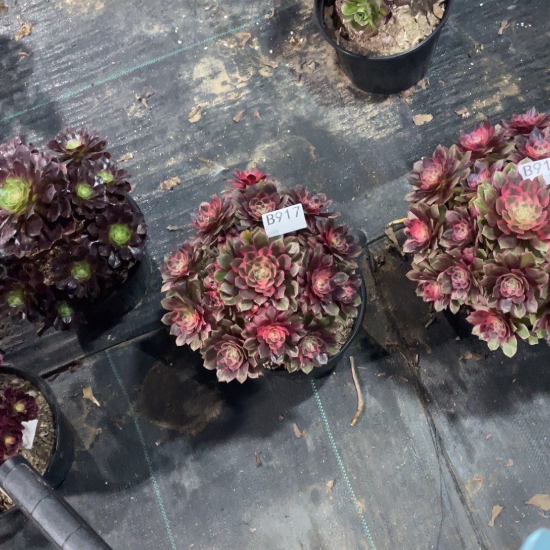 孤***人黑魔锦法师。      917