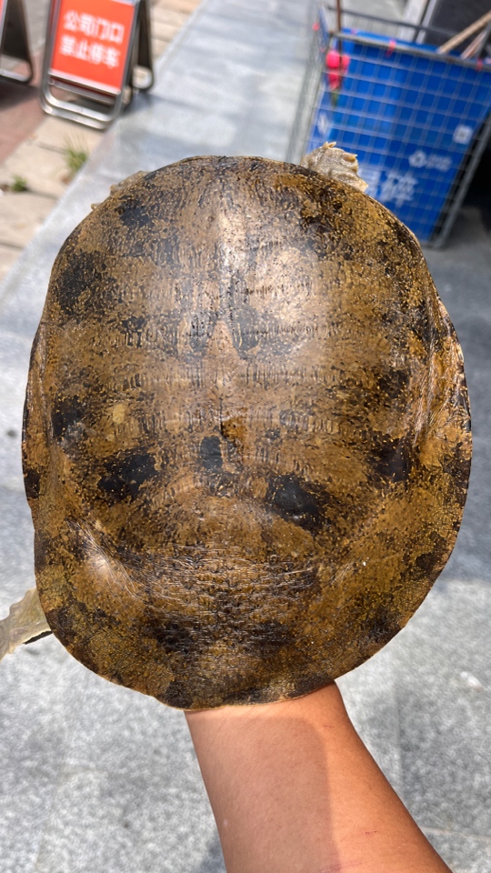 中华土鳖鲜活水产正宗水鱼团鱼一只