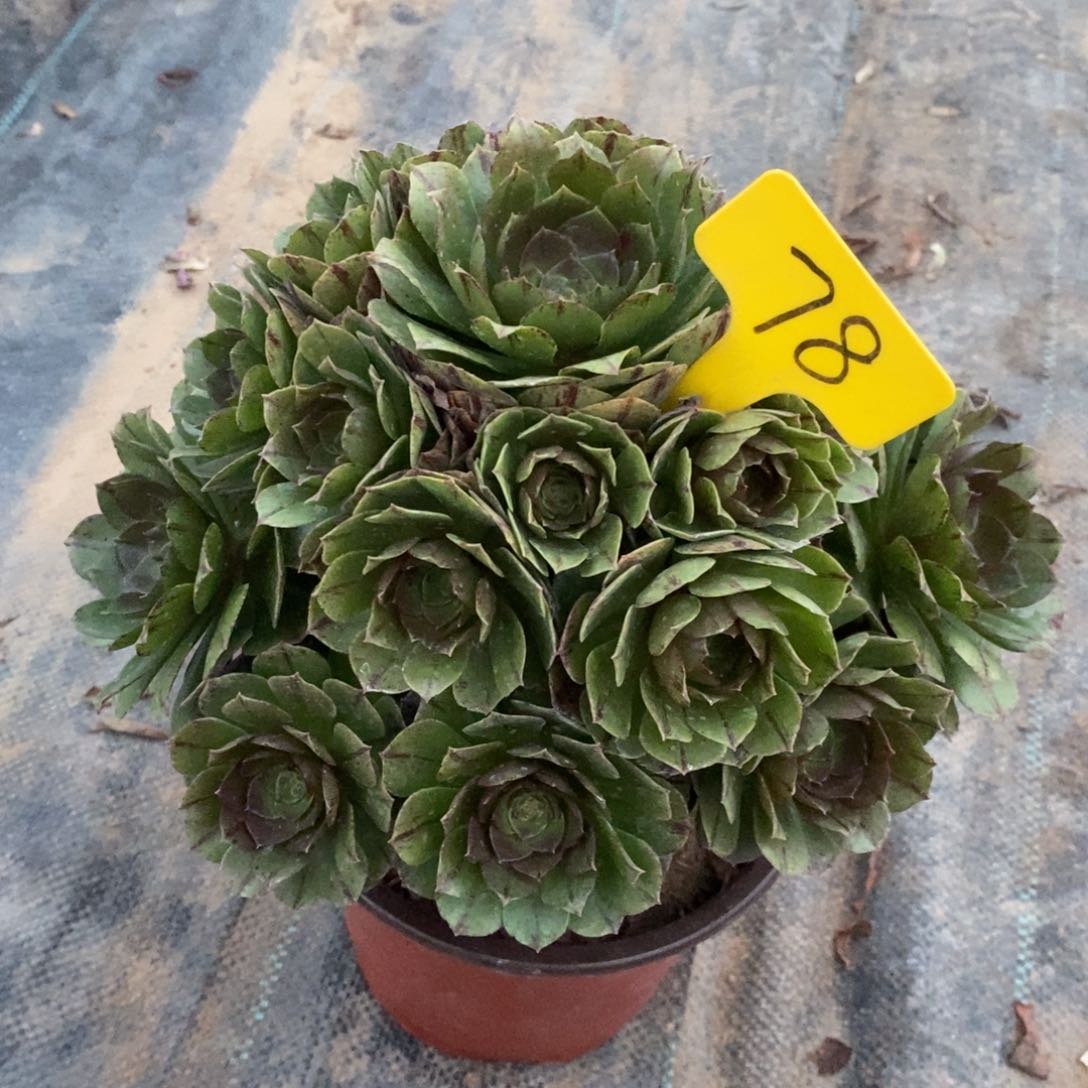 78万圣节拉丝一物一拍