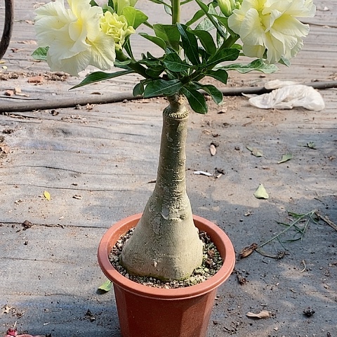 【闪购商品】无花朵惜*