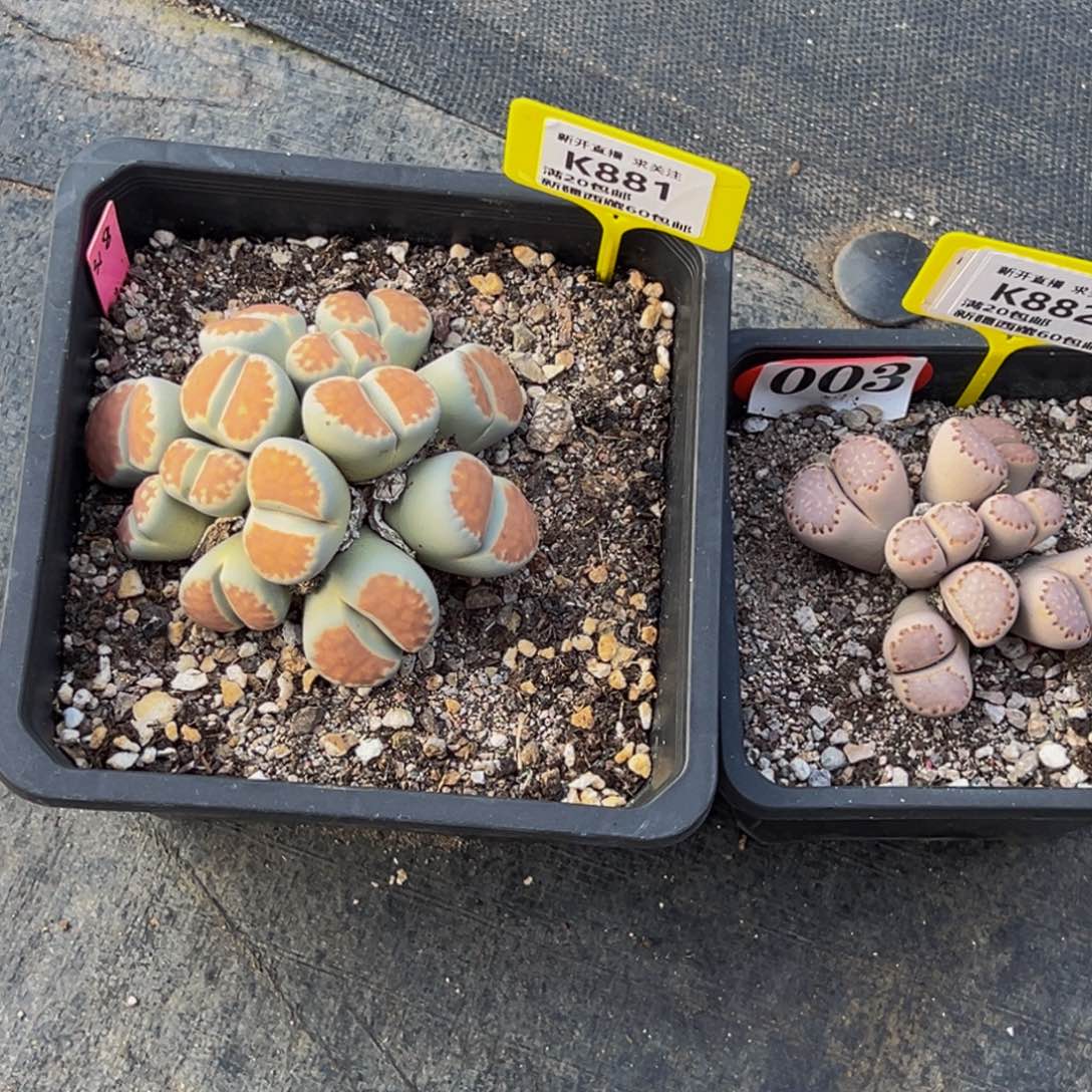 ****璃881.882 一物一拍