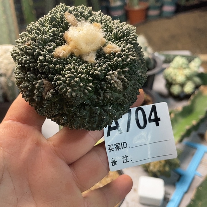 完全开放704哥斯拉