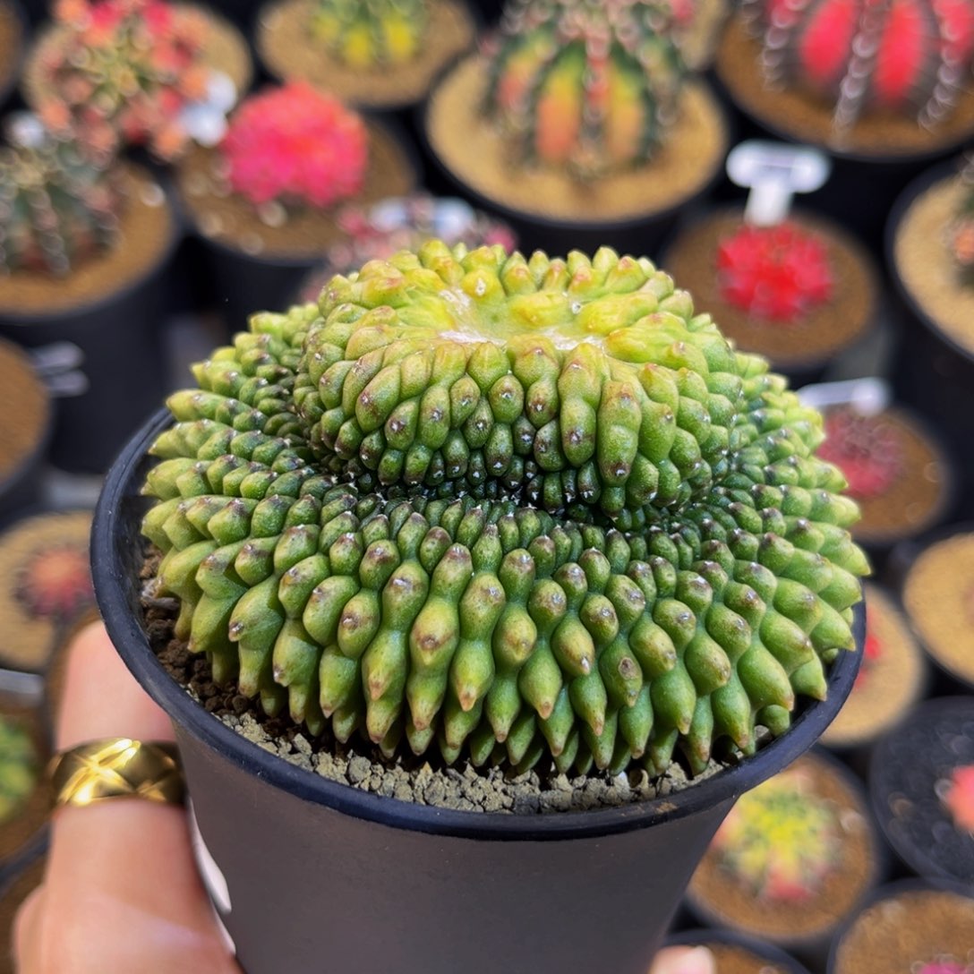 元宝形 米哈仙人球