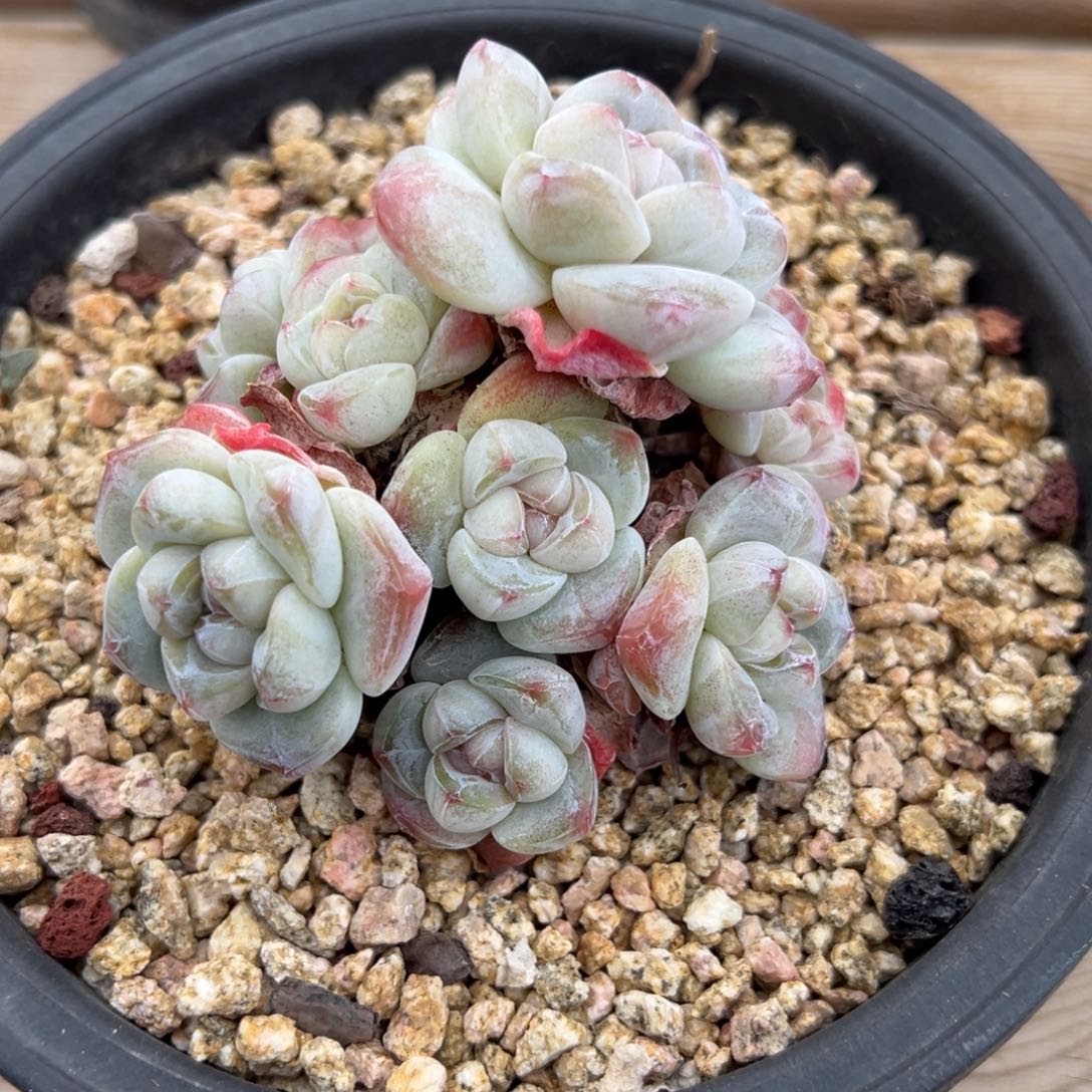 11头老桩冰玉哈哈哈