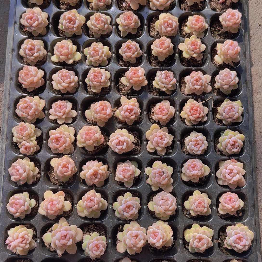 雪之恋105颗带拖地带土球