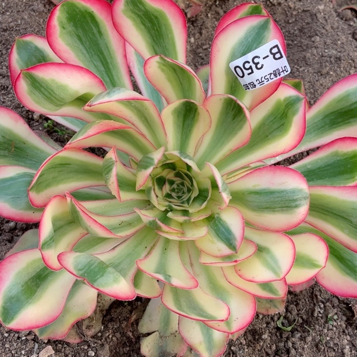 350爱丽思寄养多肉12345678