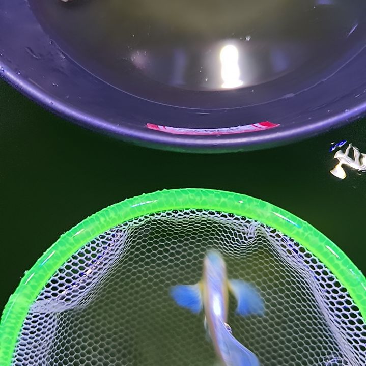孔雀鱼紫白飞船1对