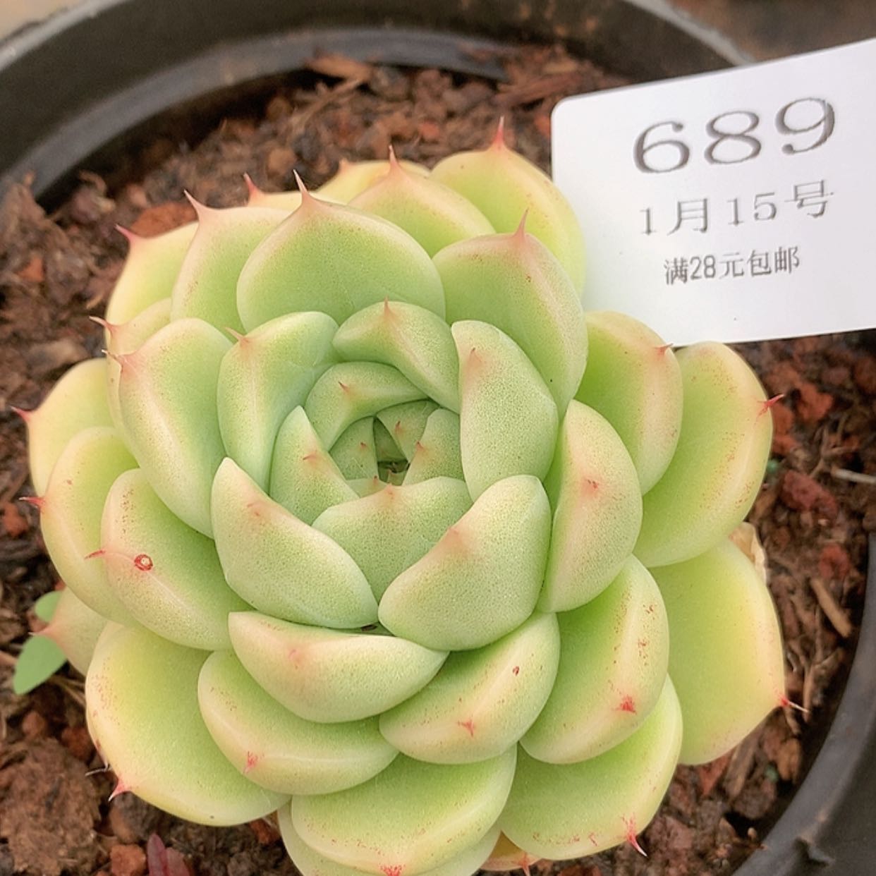 【闪购商品】云689